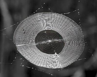 57: Murrells_2025-248