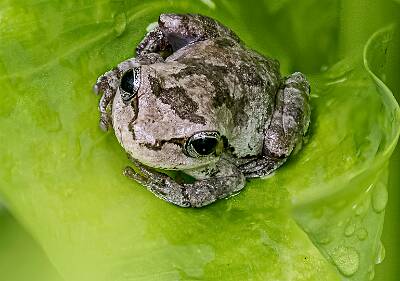 60: Murrells_2025-252