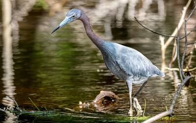 63: Murrells_2025-255