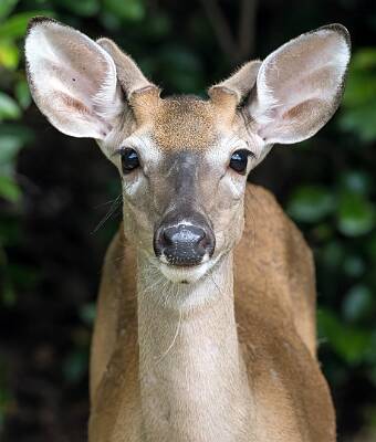 66: Murrells_2025-260