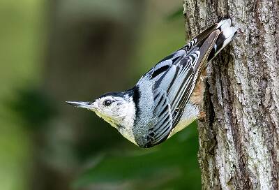 68: Murrells_2025-263