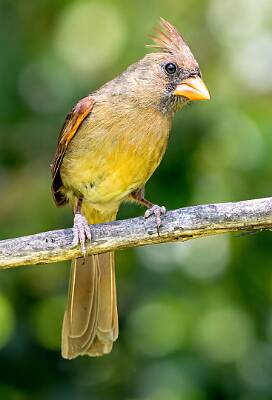 1: Murrells_2025-269