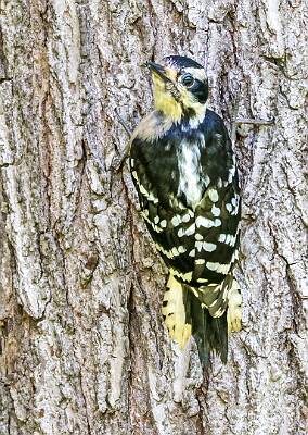 2: Murrells_2025-270