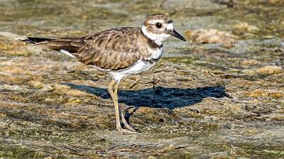 23: Murrells_2025-282