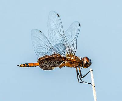 24: Murrells_2025-283