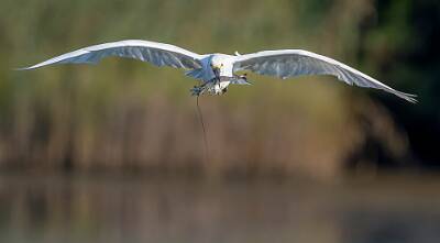 26: Murrells_2025-285