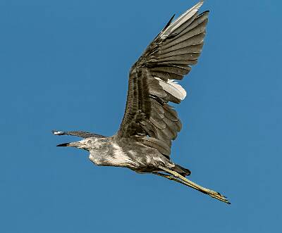 2: Murrells_2025-290