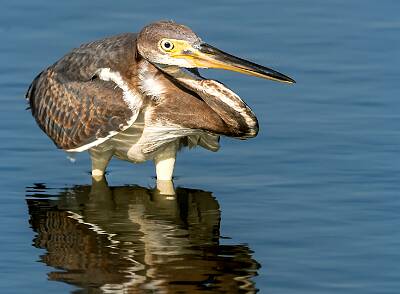 7: Murrells_2025-295