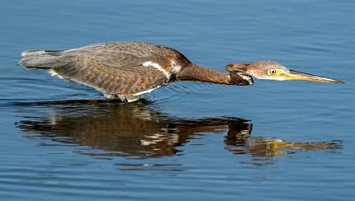 8: Murrells_2025-296