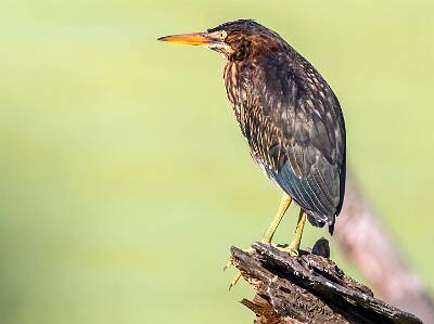 10: Murrells_2025-298