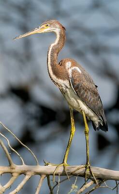 11: Murrells_2025-299