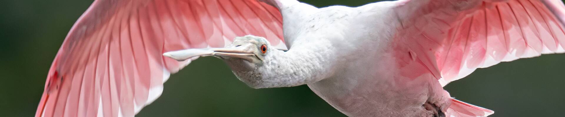 Click to show or hide the buttons