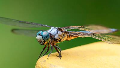 24: Murrells_2025-307