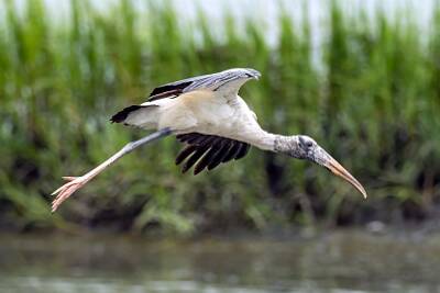 26: Murrells_2025-309