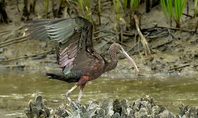 27: Murrells_2025-310