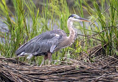 28: Murrells_2025-311