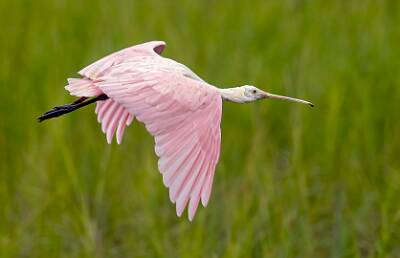 29: Murrells_2025-312