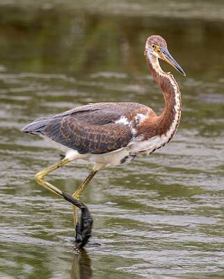 30: Murrells_2025-313