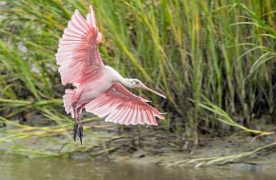 31: Murrells_2025-314