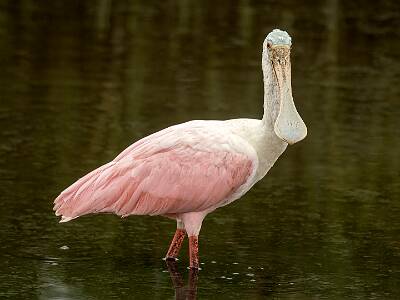 32: Murrells_2025-315