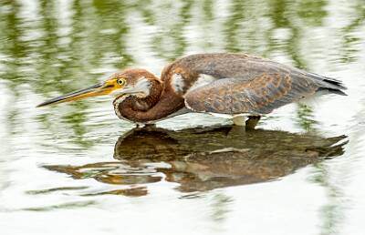 33: Murrells_2025-316