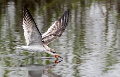 35: Murrells_2025-318