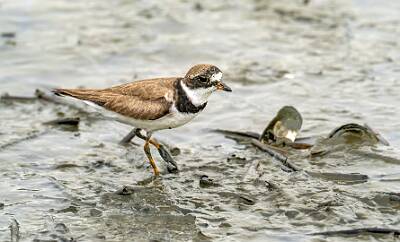 36: Murrells_2025-319