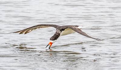 38: Murrells_2025-323