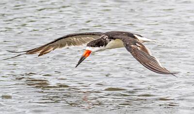 39: Murrells_2025-324