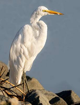 43: Murrells_2025-329