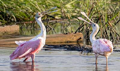 44: Murrells_2025-330