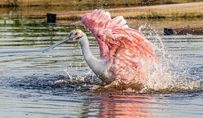 45: Murrells_2025-333