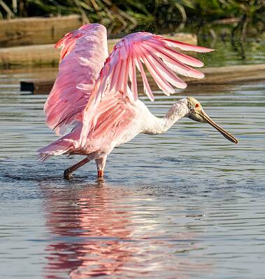 46: Murrells_2025-334