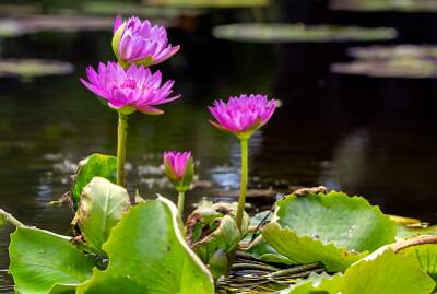 51: Murrells_2025-339