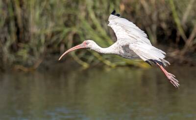 53: Murrells_2025-341