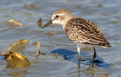 54: Murrells_2025-342