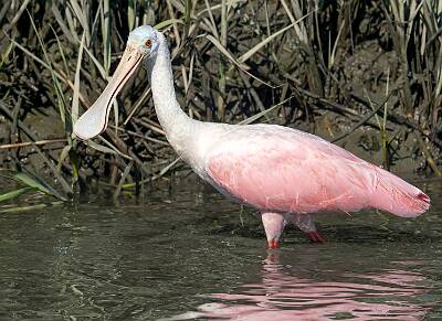 56: Murrells_2025-344