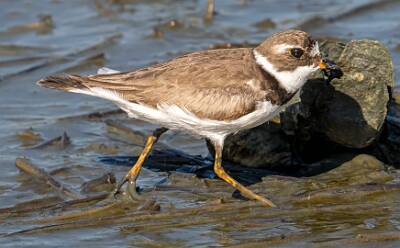 57: Murrells_2025-345