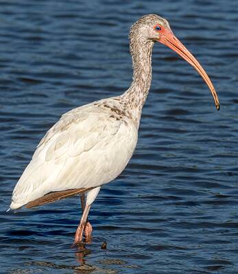 58: Murrells_2025-346