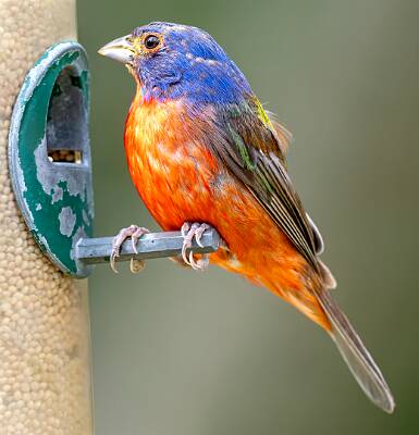 59: Murrells_2025-347