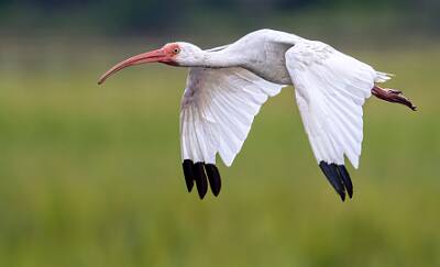 1: Murrells_2025-348