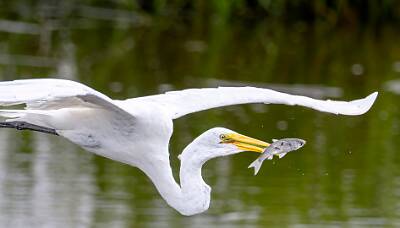 2: Murrells_2025-349