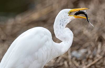 3: Murrells_2025-350