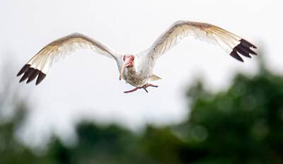 4: Murrells_2025-351