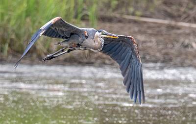 5: Murrells_2025-352