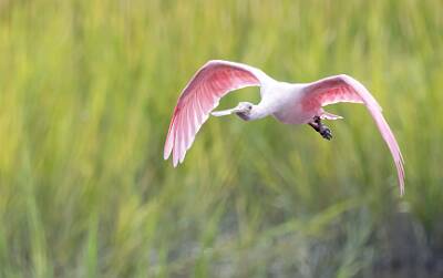 6: Murrells_2025-353