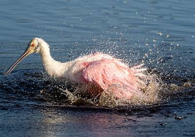 14: Murrells_2025-361