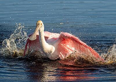 15: Murrells_2025-362