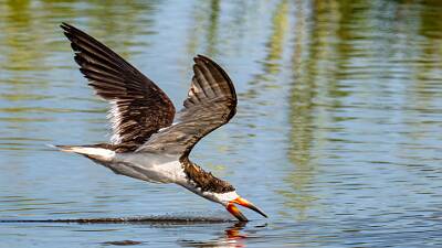 16: Murrells_2025-363