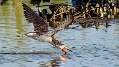 17: Murrells_2025-364